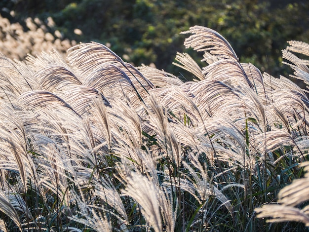 韓国の秋の済州島の美しいシルバーグラスまたはmiscanthus sinensis。