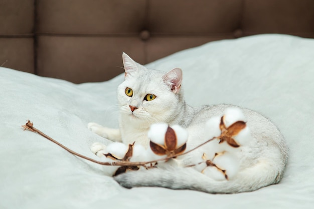 Il bellissimo gatto britannico argenteo gioca con un ramo di cotone