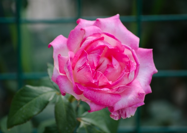美しい単一の明るいピンクのバラ