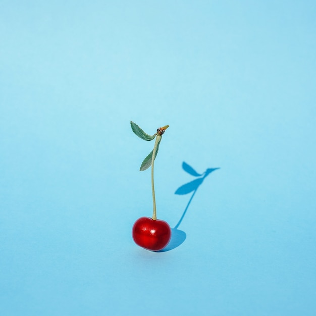 Beautiful single cherry berry on a blue background Summer background. minimalism