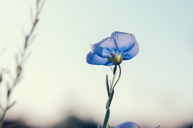 Bellissimo fiore a flusso singolo contro il cielo blu