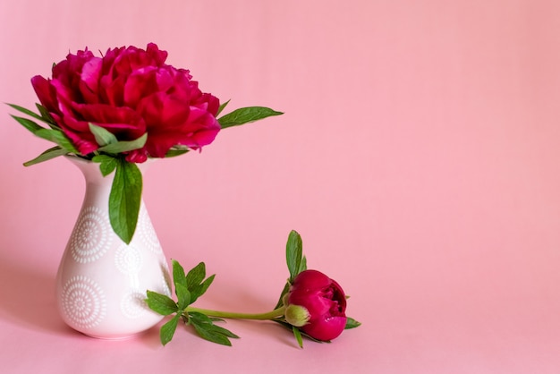 Beautiful single peony flower in vase on pink 