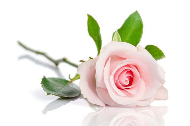 Beautiful single pink rose lying down on a white surface