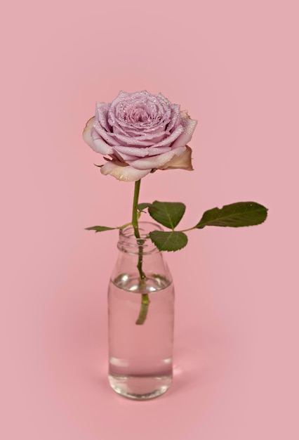 Beautiful single purple rose flower in glass vase with water on pink background