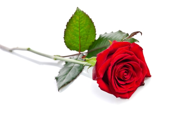 Beautiful single red rose lying down on white