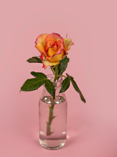 Beautiful single rose flower in glass vase with water on pink background