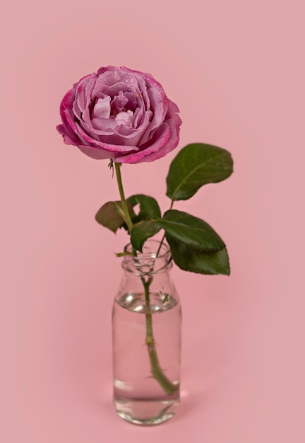Beautiful single rose flower in glass vase with water on pink background