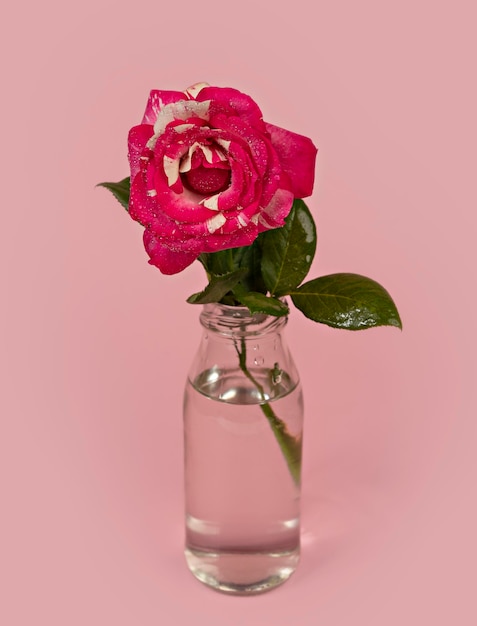 Beautiful single rose flower in glass vase with water on pink background