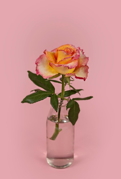 Beautiful single rose flower in glass vase with water on pink background