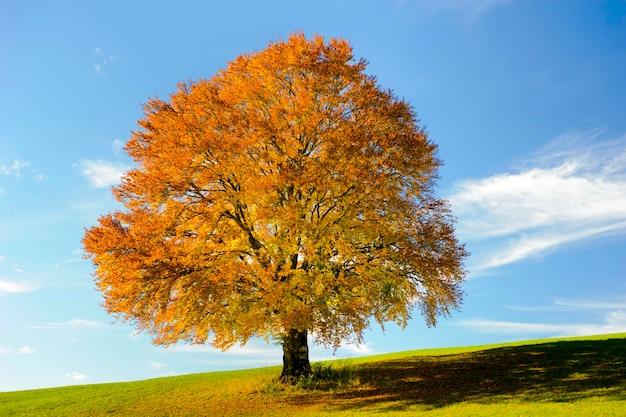 Beautiful single tree in meadow against blue sky