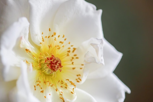 A beautiful single white rose flowers blooming in summer garden close up. Romantic floral card