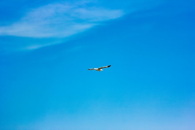 Photo beautiful sky by the sea with seagulls nature background