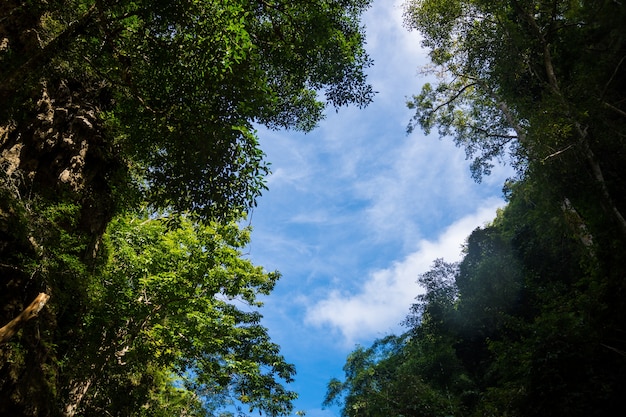 写真 森の美しい空。