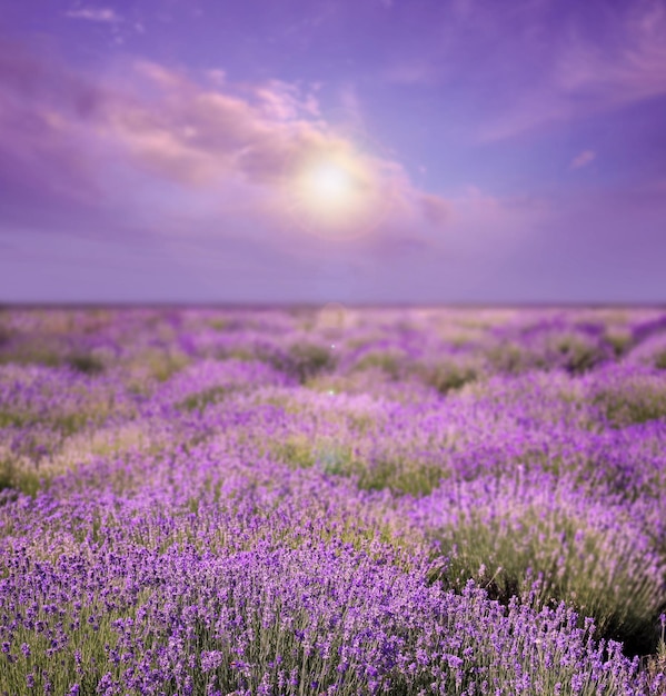 Beautiful sky over lavender field on sunny day