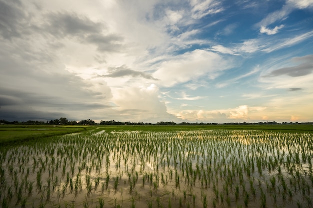 Photo beautiful sky sunset behind rice field.