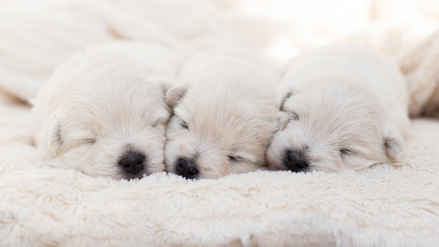 Beautiful sleepy puppies West Highland White Terrier on a white blanket