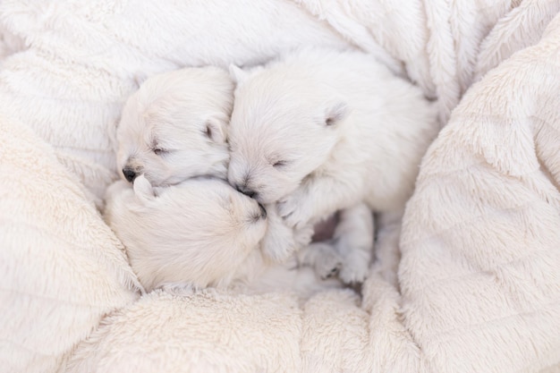 Beautiful sleepy puppies West Highland White Terrier on a white blanket