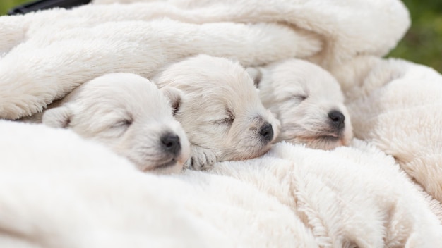 Beautiful sleepy puppies West Highland White Terrier on a white blanket