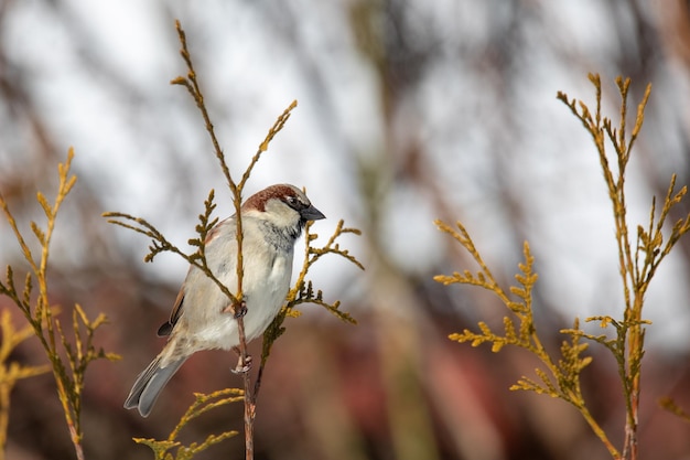 Фото Красивая маленькая птица дома воробьёнок зимой