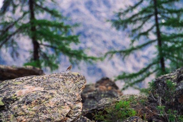 Beautiful small bird on rock among rich vegetation in mountains. Colorful scenery with little birdie on stone with lichens in highlands. Scenic landscape with flora and fauna. Cute bird on moraine.