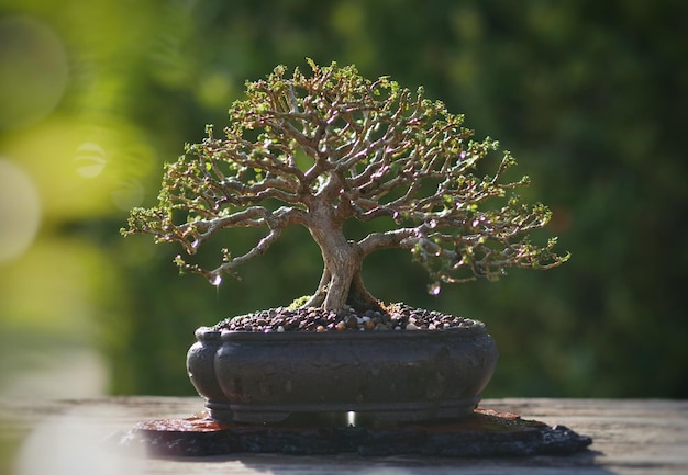 Beautiful small bonsai tree on nature sunlight background in the morning