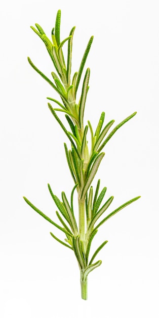 Photo beautiful and small branch of rosemary. foreground. isolated