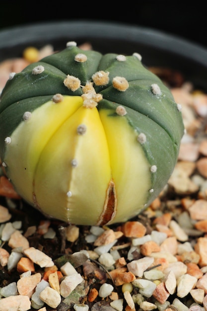 Beautiful small the cactus in the pot