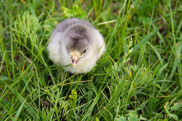 Beautiful small chick in the green grass