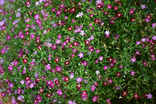 beautiful small color full flower in field Thailand.