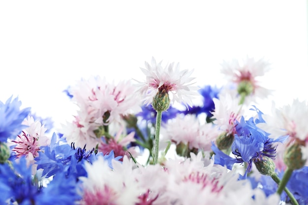 Foto bellissimi piccoli fiordalisi isolati su bianco