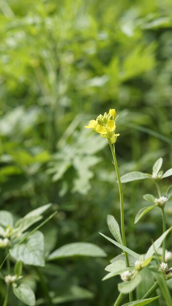 Photo beautiful small flowers of brassica nigra also known as black mustard