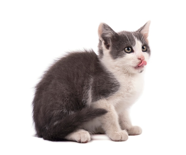 Beautiful small gray kitten isolated on white background 