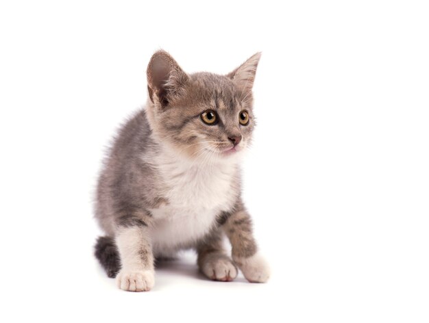 Bello piccolo gattino grigio isolato su fondo bianco