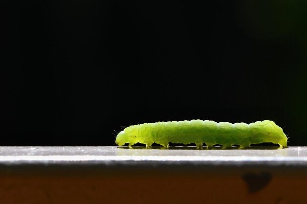 Photo beautiful small green caterpillar macro shot of insects