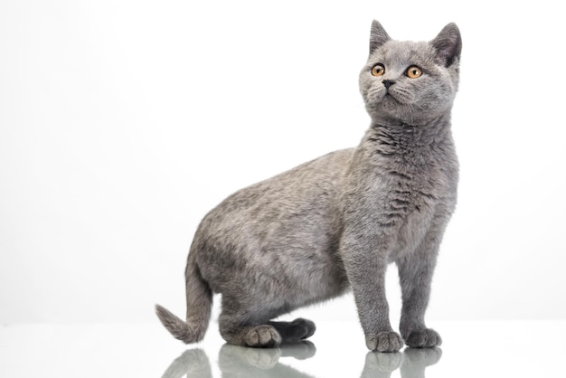 Beautiful small kitten isolated on white background