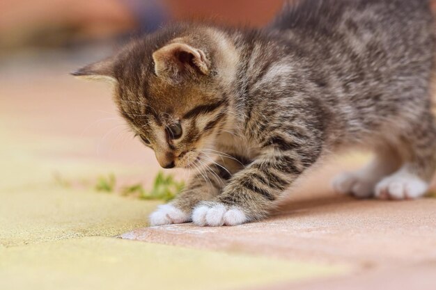 Foto bellissimo gattino con gli occhi azzurri