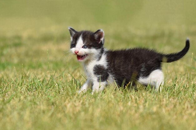 Foto un bellissimo gattino con gli occhi blu.