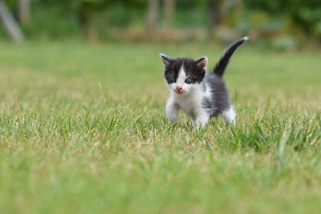 Foto un bellissimo gattino con gli occhi blu.