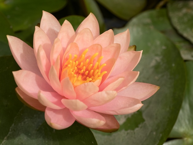 Beautiful small lotus in Thailand