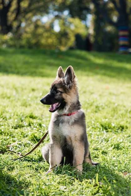 Beautiful small pet with collar and leash on grass meadow