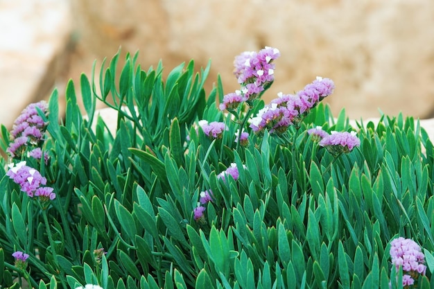 Beautiful, small, purple flowers close-up