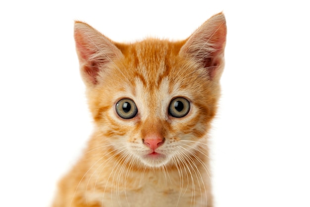 Beautiful small red cat looking at camera 