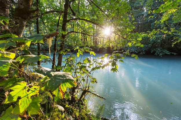 Beautiful small river in forest