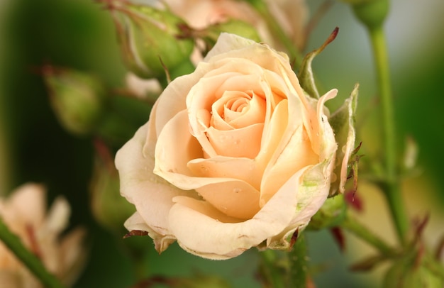 Beautiful small roses on green