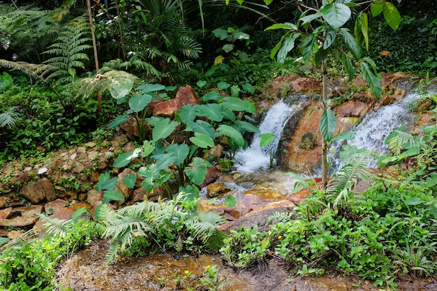 beautiful small waterfall on the mountain and stream flowing on the rock of tropical rainforest