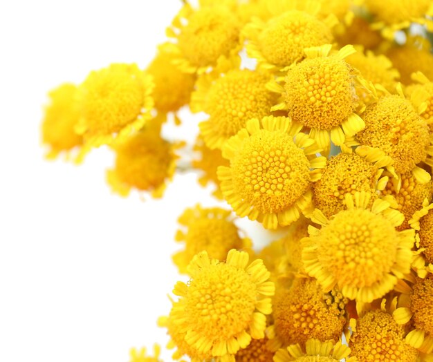 Beautiful small wild flowers close up