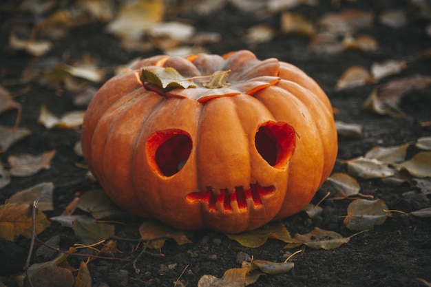 Beautiful smiling glow orange funny face carved pumpkins for Halloween holiday in day outdoor