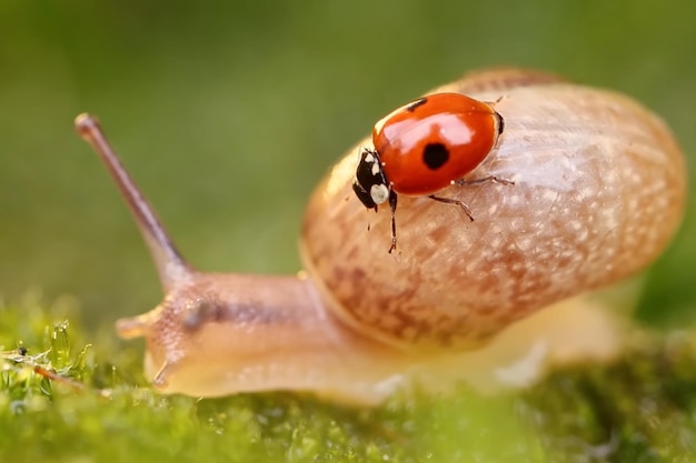 A beautiful snail closeup shot