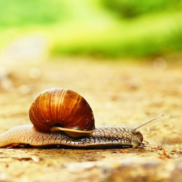 Beautiful snail crawling across the road in the countryside Natural colored blurred background