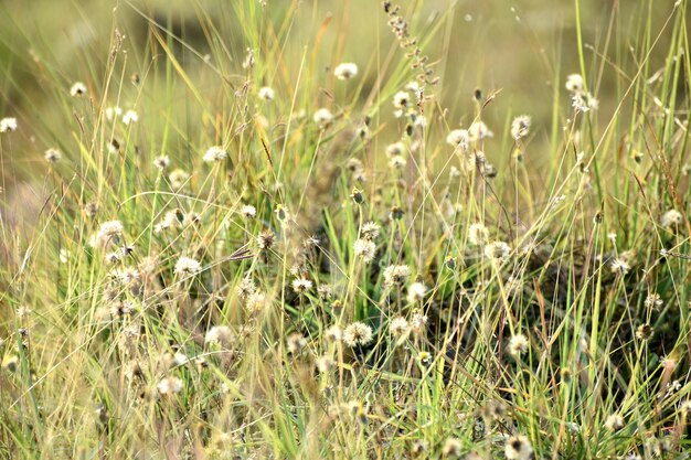 Beautiful Snap of Green Grass and its flowers